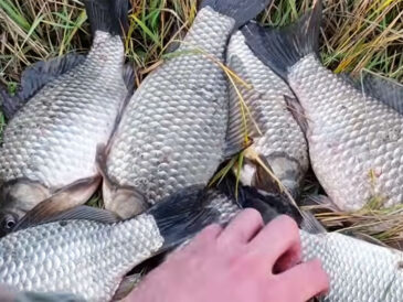 Как "отсечь" мелочь и дождаться крупной рыбы