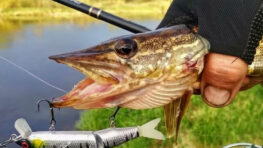 Чи ефективний лов щуки на воблери в холодній воді