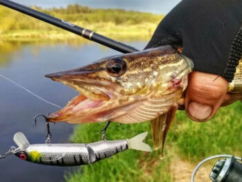 Чи ефективний лов щуки на воблери в холодній воді
