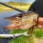 В Украине представили новую приманку Jaxon Intensa Tryton