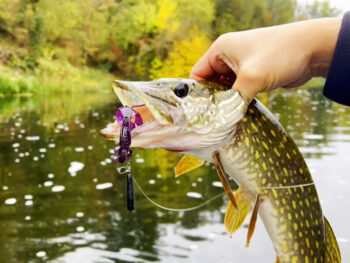 Ловля щуки осенью - советы эксперта по спиннингу