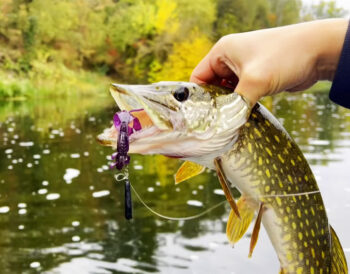 Ловля щуки восени 2025 - поради експерта зі спінінга