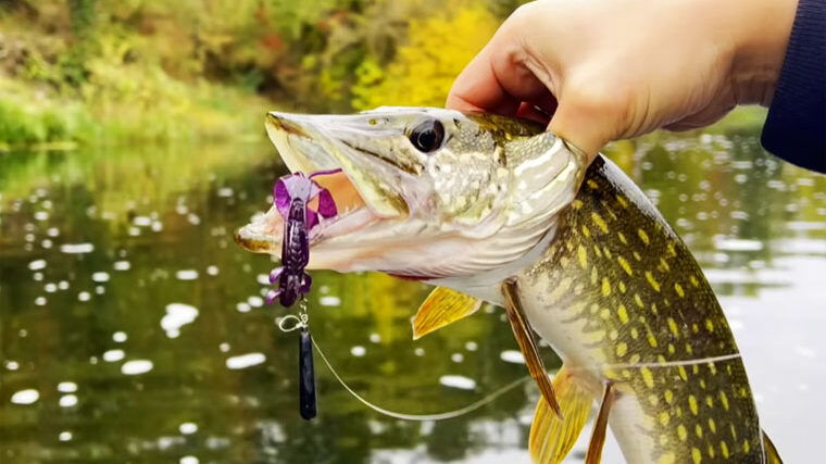 Ловля щуки восени 2025 - поради експерта зі спінінга