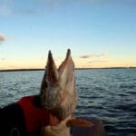 Фидерная тактика в октябре: где искать леща сегодня и какую прикормку использовать