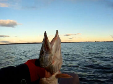 Клев пошел! На Киевском водохранилище щука ушла на ямы – ищи ее тяжелым джигом