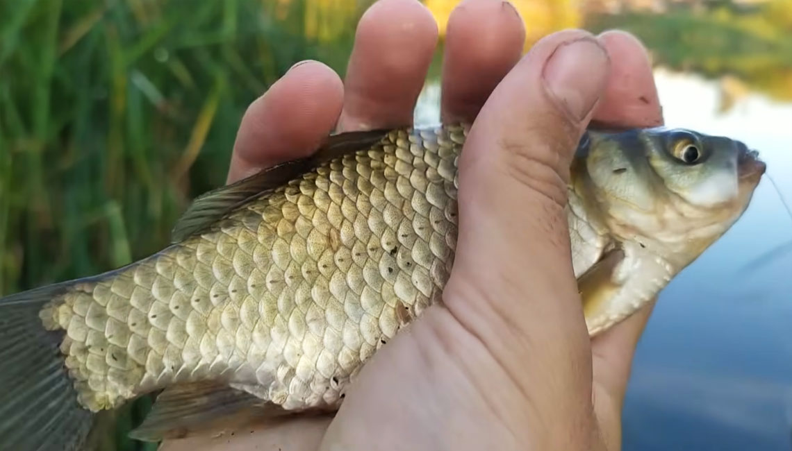 Ця насадка на карася працює краще за кукурудзу та черв’яка: риба просто не встоїть
