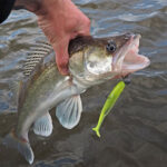 Осінній карась клює як скажений: секретний рецепт тіста з насіння