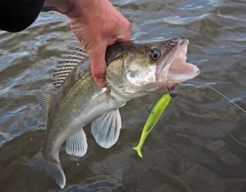 Осінній судак 2025 - де шукати та як ловити