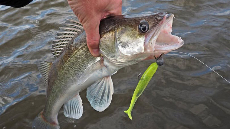 Осінній судак 2025 - де шукати та як ловити