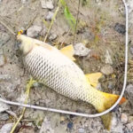 Рибалка спіймав трофейного судака вагою 2,4 кг на річці Тетерів (Фото)