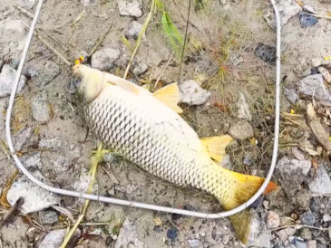 Осіннє полювання на сазана: розпочався сезон риболовлі