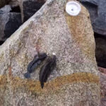 Ця насадка на карася працює краще за кукурудзу та черв’яка: риба просто не встоїть