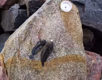 Просте оснащення для успішного лову бичка в Чорному морі