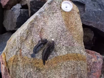 Просте оснащення для успішного лову бичка в Чорному морі