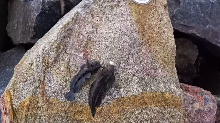 Просте оснащення для успішного лову бичка в Чорному морі