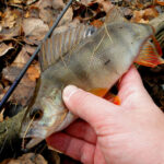 Карп, карась и лещ сразятся за эту вкуснятину: делаем насадку сами