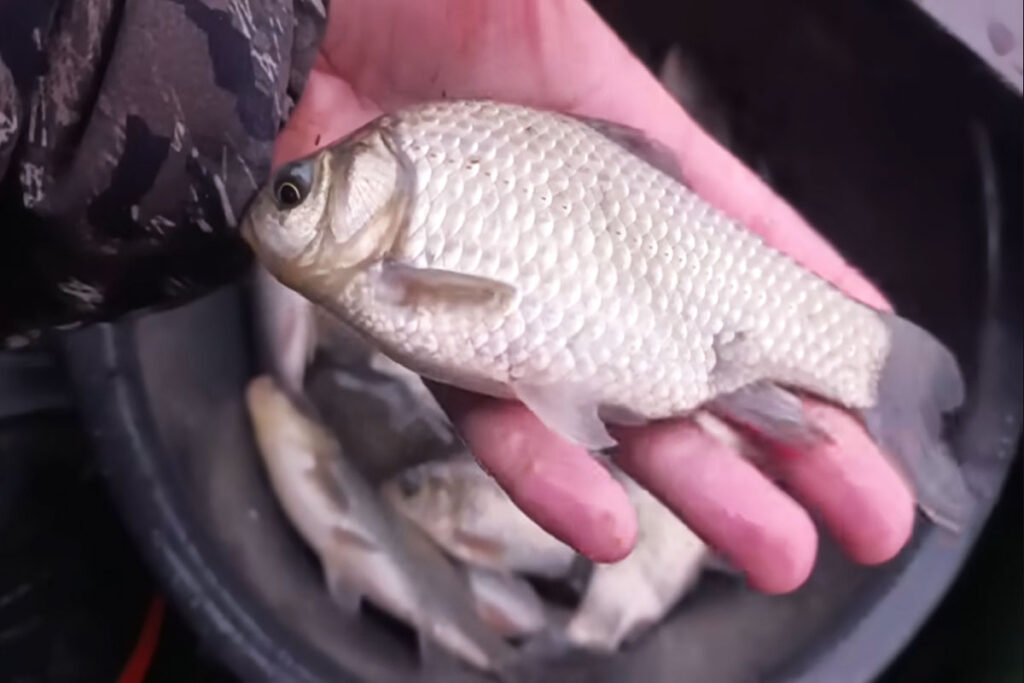 Прогноз кльову за видами риби