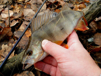 Прогноз клювання риби в Україні на 20–26 жовтня 2025 року