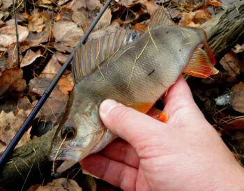 Прогноз клювання риби в Україні на 20–26 жовтня 2025 року