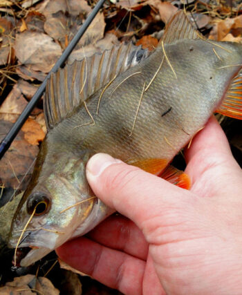 Прогноз клювання риби в Україні на 20–26 жовтня 2025 року