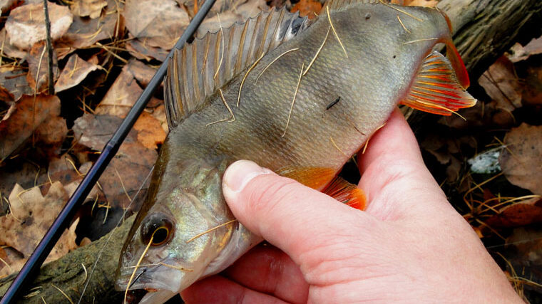 Прогноз клювання риби в Україні на 20–26 жовтня 2025 року