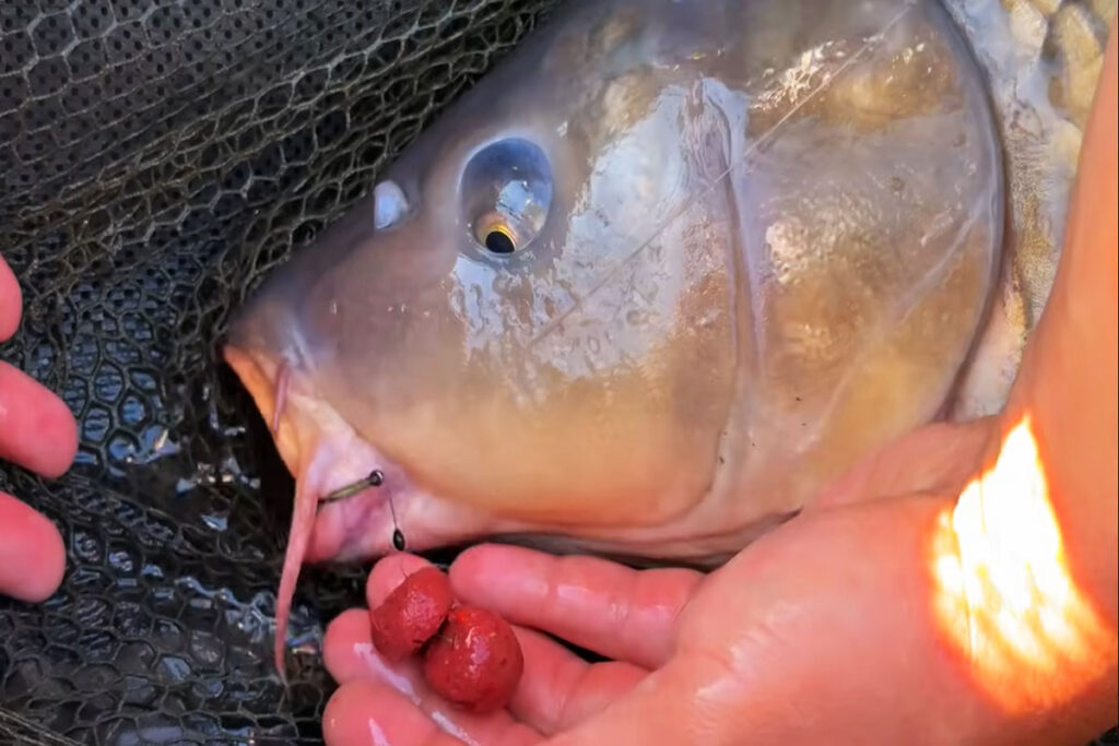 Рецепт прикормки на карпа осенью: бойлы и конопля