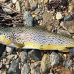 Осіння мікруха: одна приманка, яка завжди ловить окуня