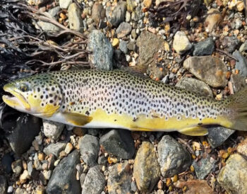 Райдужна форель у Чорному морі: новий вид для аквакультури