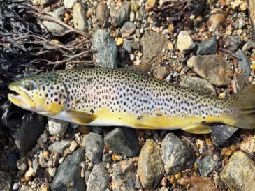 Райдужна форель у Чорному морі: новий вид для аквакультури