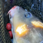 Активність судака зростає: експерти відзначають ефективну джигову проводку