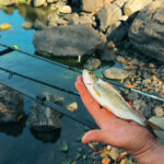 Ця насадка на карася працює краще за кукурудзу та черв’яка: риба просто не встоїть