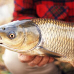 Чи ефективний лов щуки на воблери в холодній воді (нижче 10°C), чи краще повністю перейти на джиг?