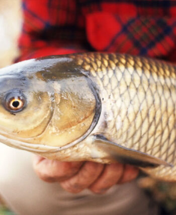 Рибалка з Харкова спіймав трофейного білого амура