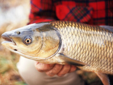 Рибалка з Харкова спіймав трофейного білого амура
