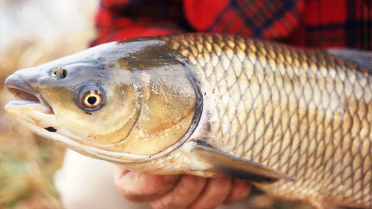 Рибалка з Харкова спіймав трофейного білого амура