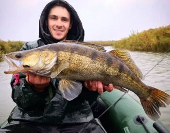 Рибалка спіймав трофейного судака вагою 2,4 кг на річці Тетерів