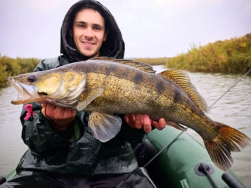 Рибалка спіймав трофейного судака вагою 2,4 кг на річці Тетерів