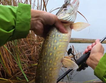 Несподіваний улов: рибалка з Вінниці спіймав 5 щук за день