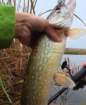 Несподіваний улов: рибалка з Вінниці спіймав 5 щук за день