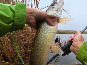 Несподіваний улов: рибалка з Вінниці спіймав 5 щук за день