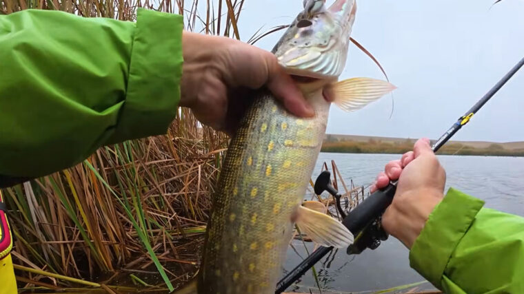 Несподіваний улов: рибалка з Вінниці спіймав 5 щук за день