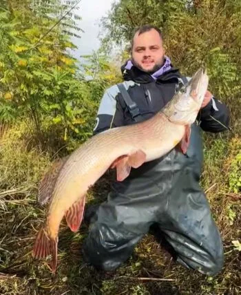 Рибалки спіймали величезну щуку на Дніпрі: відео трофею