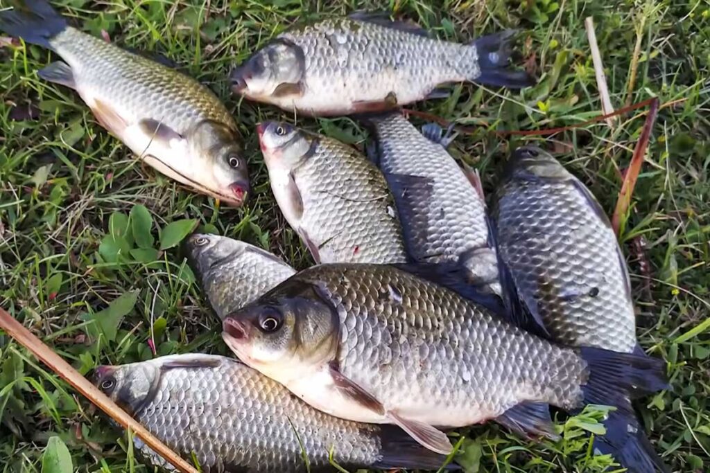 Головний секрет насадки на карася - в ароматі