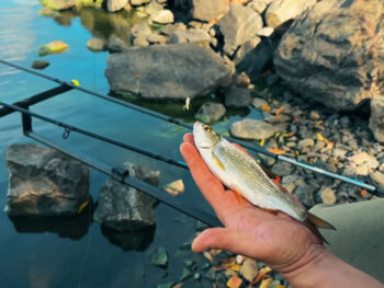 Топ-3 фидера для реки в 2025 году: бюджет, универсал и профи