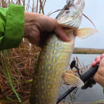 Осенняя охота на сазана: начался сезон трофейной рыбалки