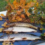 Поздняя осень у воды: эксперт рассказал, как выбрать место для фидерной ловли в октябре