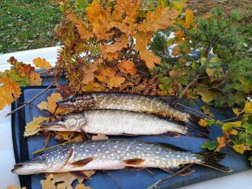 Щука в жовтні: експерт назвав кращі принади