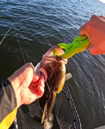 Судак зміщується на глибину: експерт пояснив, де зараз шукати хижака