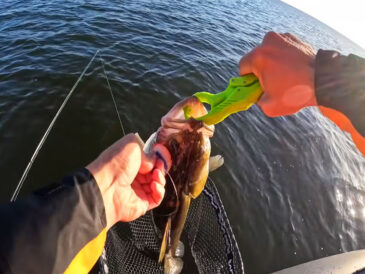 Судак зміщується на глибину: експерт пояснив, де зараз шукати хижака