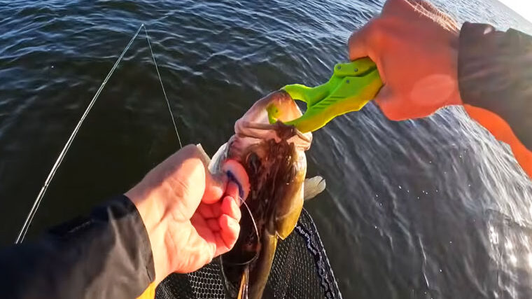 Судак зміщується на глибину: експерт пояснив, де зараз шукати хижака